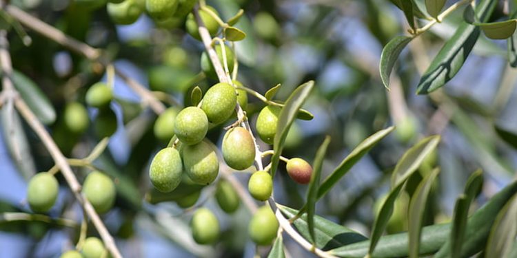 Olive