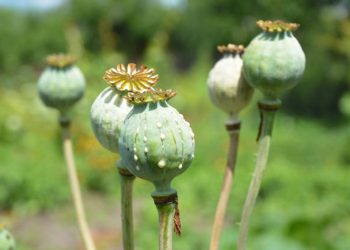 Opium poppy