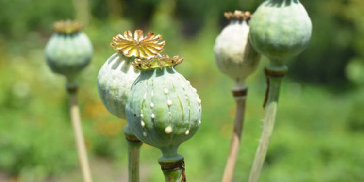 Opium poppy