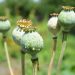 Opium poppy