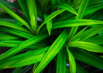 Pandan leaf