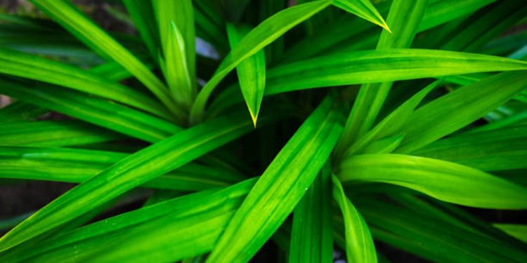 Pandan leaf