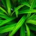 Pandan leaf