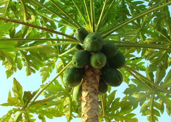 Papaya