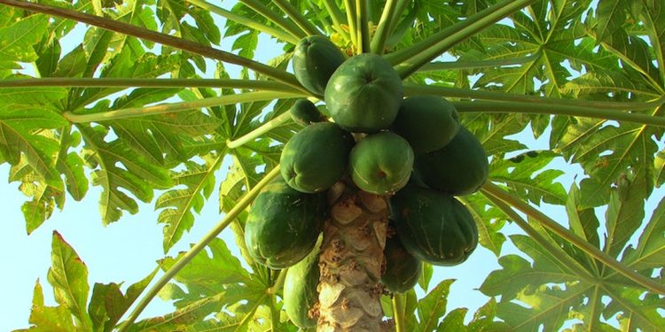 Papaya