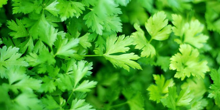 Parsley
