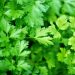 Parsley