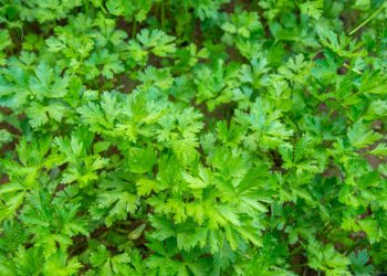 Parsley piert