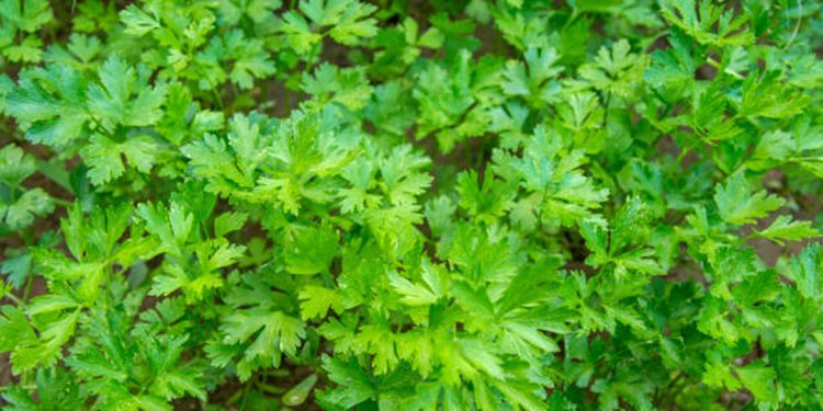 Parsley piert