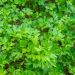 Parsley piert