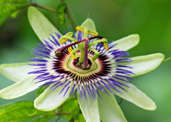 Passion flower