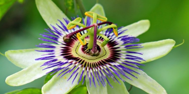 Passion flower