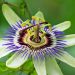 Passion flower