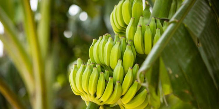 Plantain