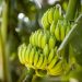 Plantain