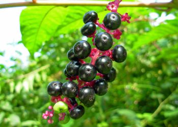Pokeweed