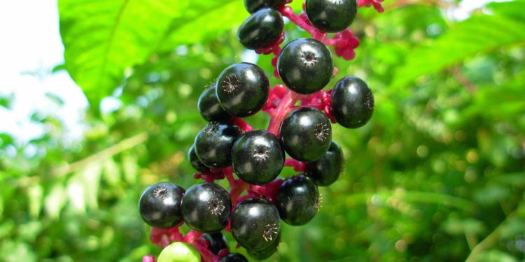 Pokeweed