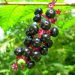 Pokeweed