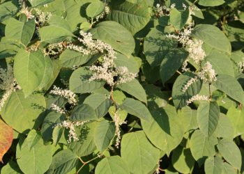 Polygonum