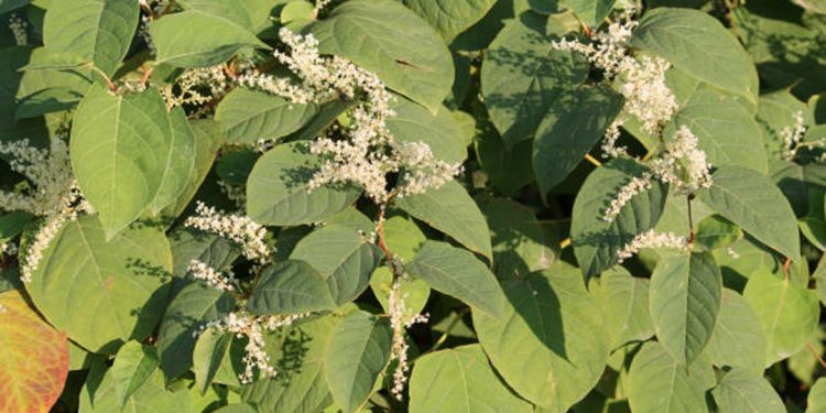 Polygonum