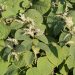 Polygonum