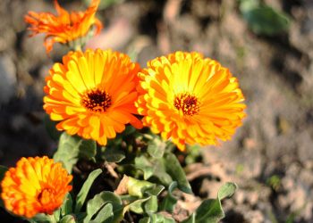 Pot marigold