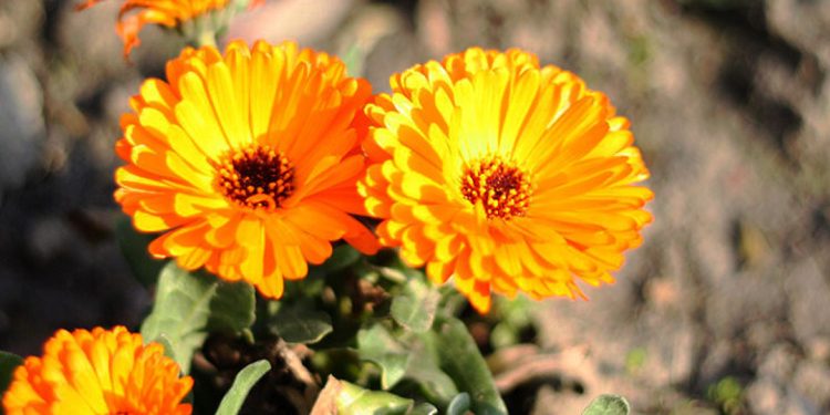 Pot marigold