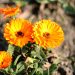 Pot marigold