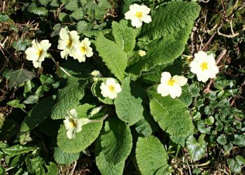 Primrose