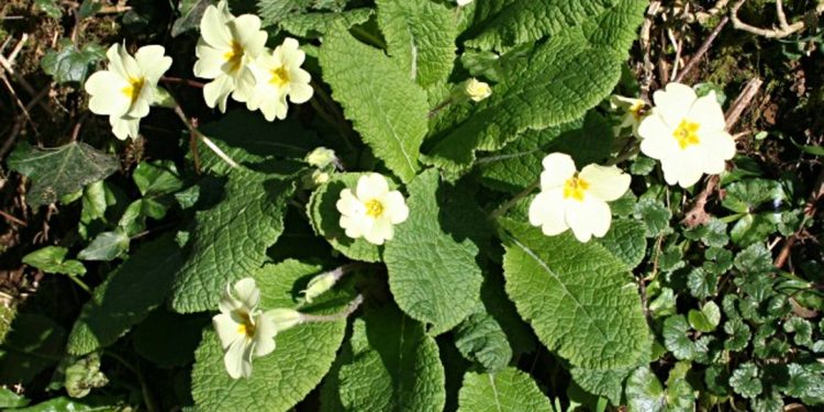 Primrose