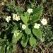 Primrose