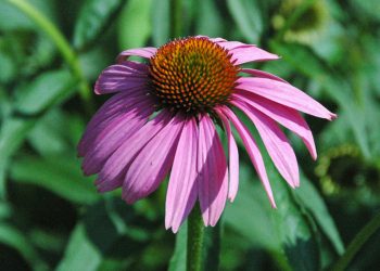 Purple coneflower