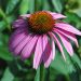 Purple coneflower
