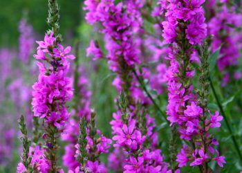Purple loosestrife