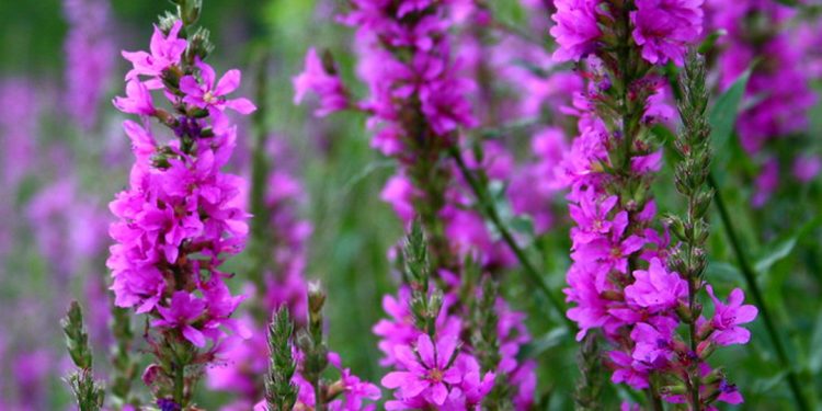 Purple loosestrife