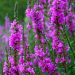 Purple loosestrife
