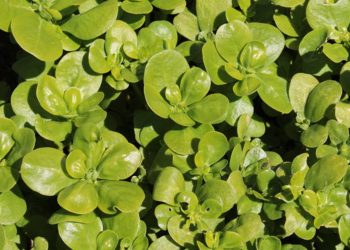 Purslane (green)