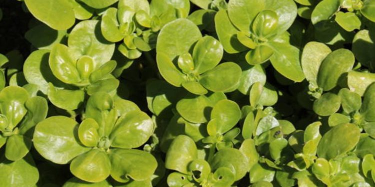 Purslane (green)