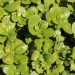 Purslane (green)