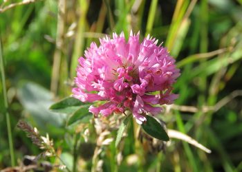 Red clover