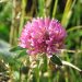 Red clover