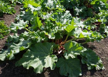 Rhubarb