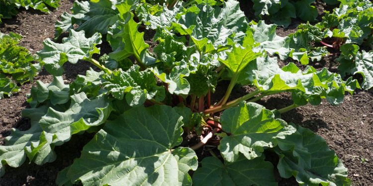 Rhubarb