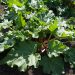 Rhubarb