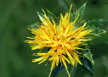 Safflower