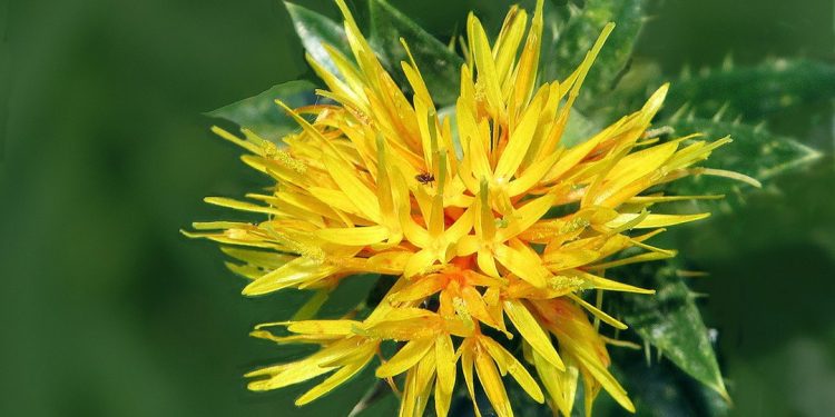 Safflower