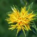 Safflower