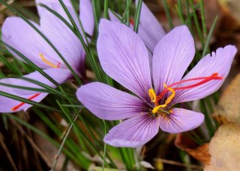 Saffron crocus