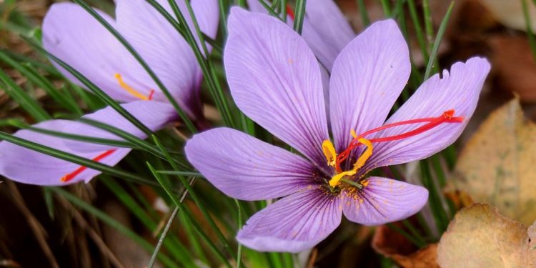 Saffron crocus