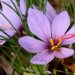 Saffron crocus